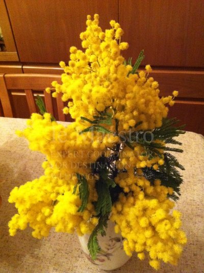 Mimosa (3)