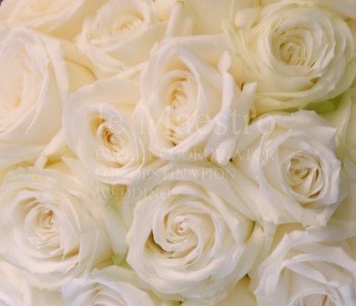 roses2