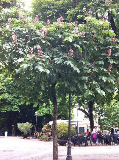 Tree8