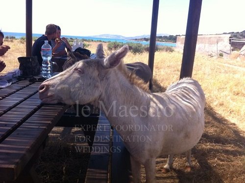 sardegna (5)