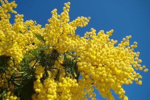 Mimosa (1)
