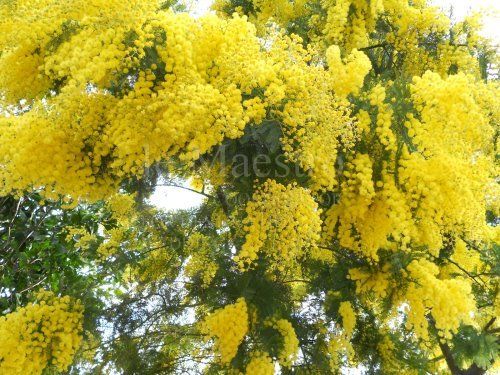 Mimosa (2)