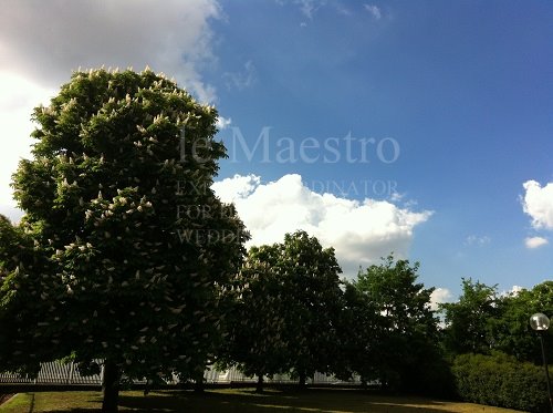 Tree4