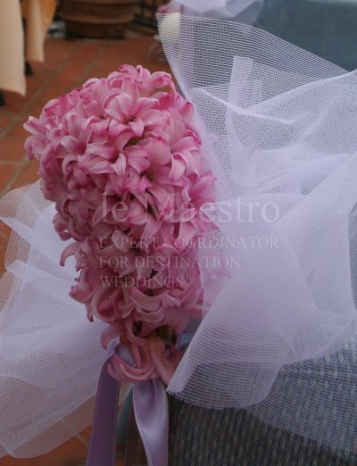 Hyacinthus