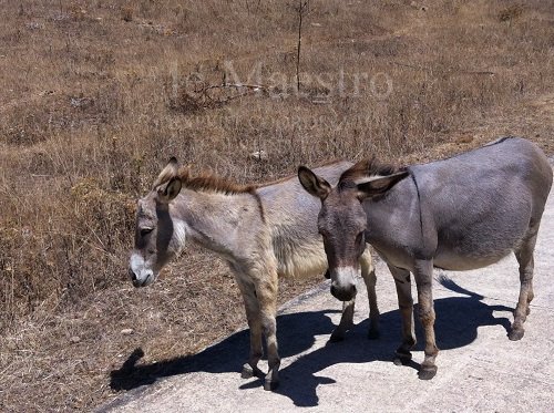 sardegna (4)